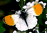 Antocharis cardamines: klick zum vergroessern
