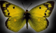 Colias chrysotheme: klick zum vergroessern