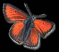 Lycaena phlaeas: klick zum vergroessern