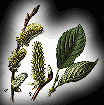 Salix caprea: klick zum vergroessern